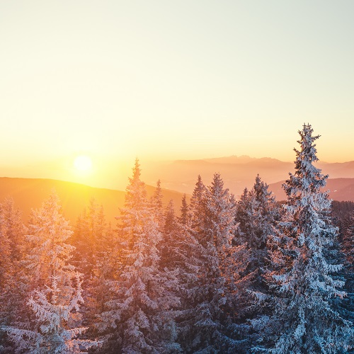 Climate Resilience Image - Snowy forest at sunrise